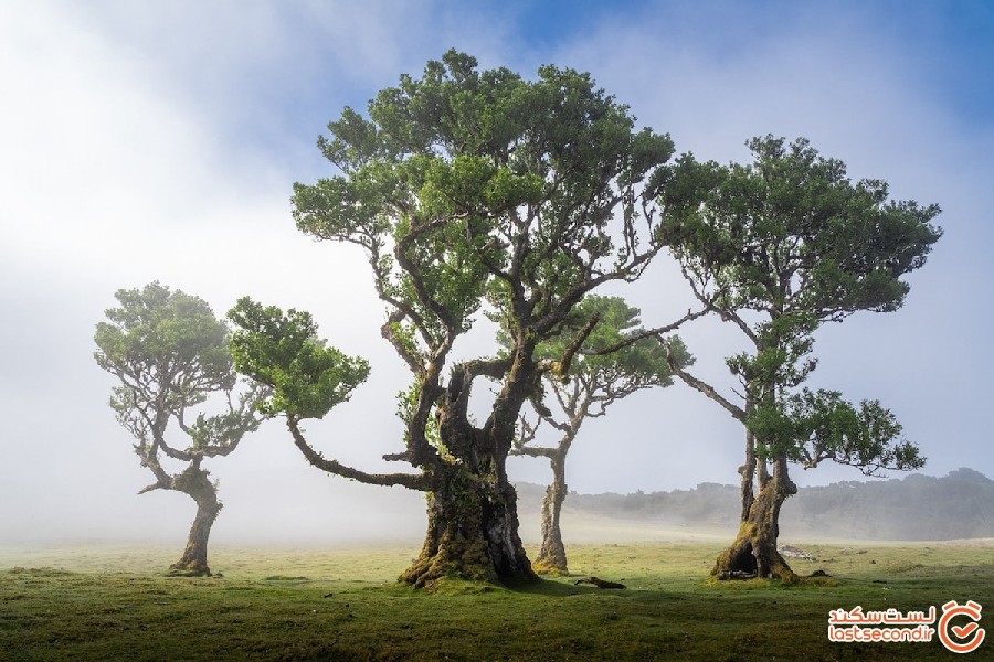 جنگل جزیره مادیرا، جنگلی رویایی و باستانی با درختان 500 ساله!