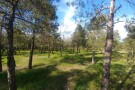 khargush-darreh-forest-park-tehran (1).JPG