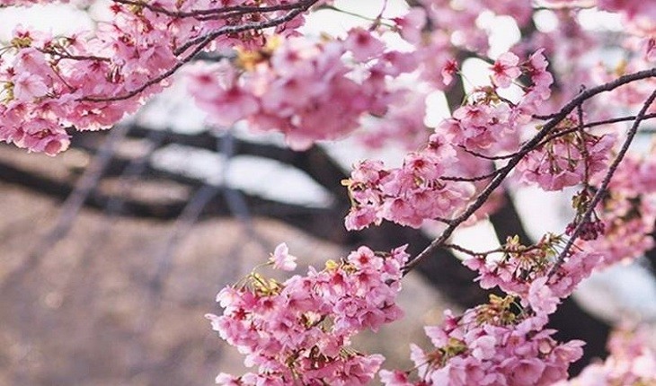 جشن هانامی مجازی، لذتی جدید از شکوفه های گیلاس ژاپنی