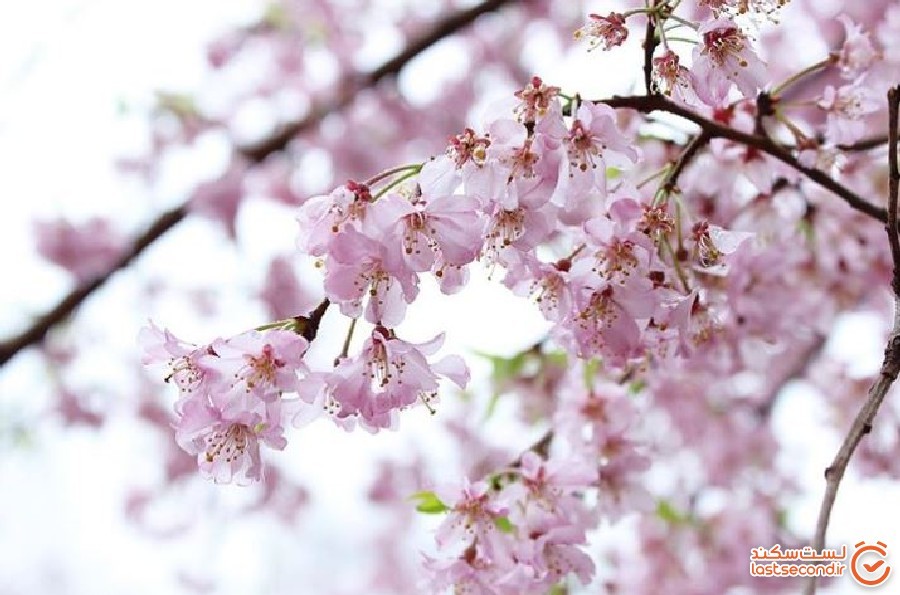 جشن هانامی مجازی، لذتی جدید از شکوفه های گیلاس ژاپنی