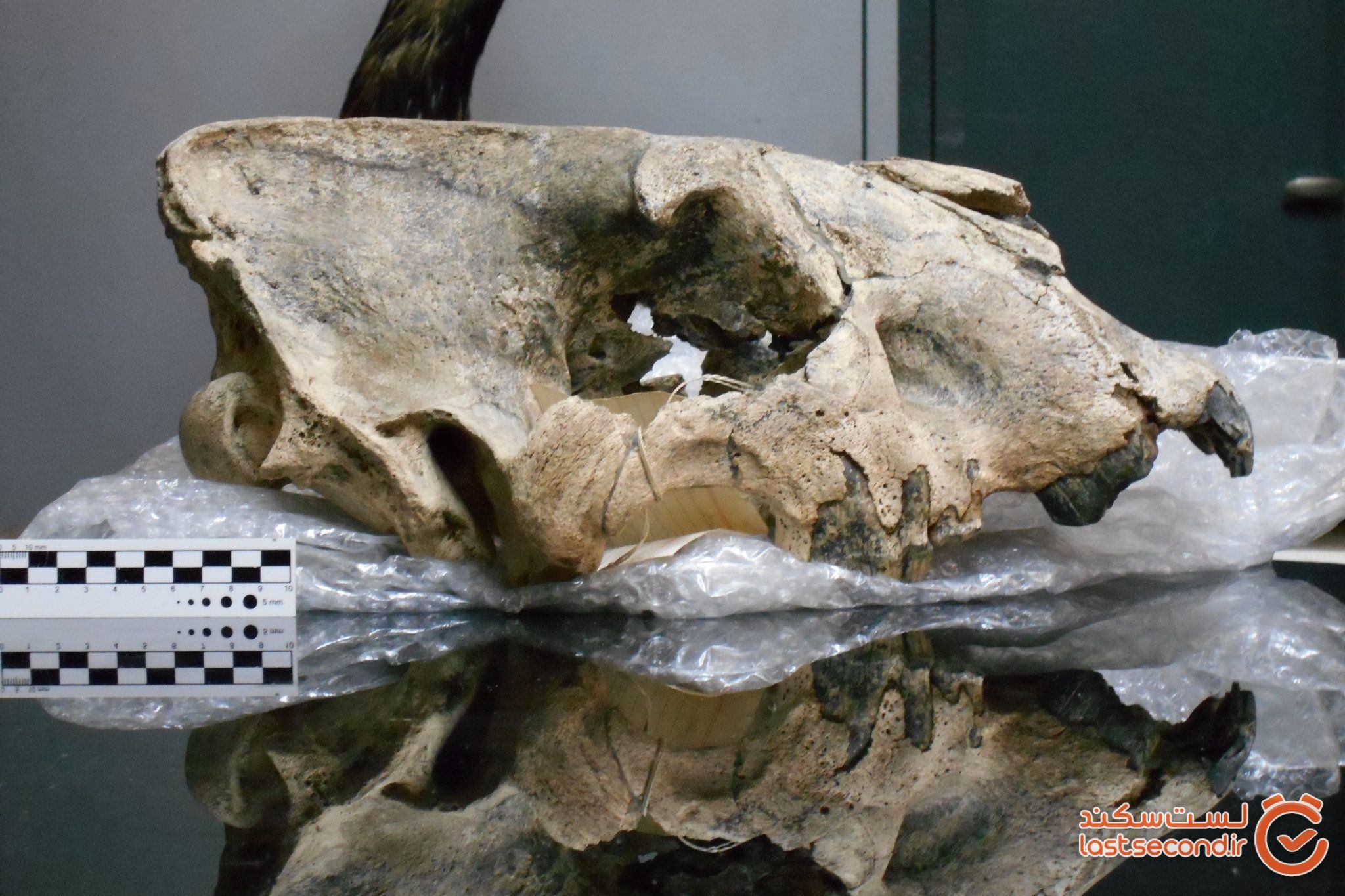 جمجمه ببر غول پیکر دندان شمشیری، نشان می دهد که واقعاً این گونه چقدر بزرگ بودند!