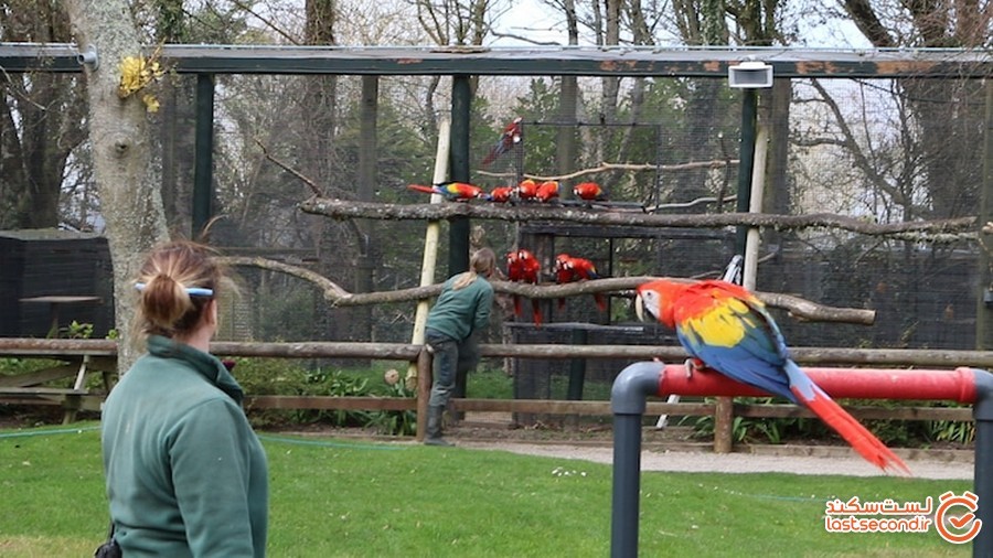 zoo-staff-self-isolation-paradise-park-10.jpg