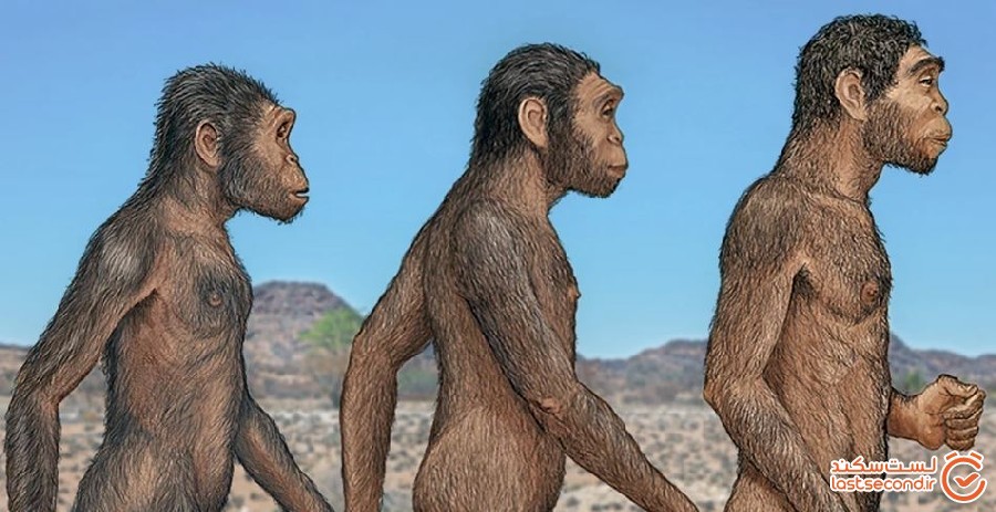 آیا سه گونه انسان اولیه در یک زمان زندکی می کرده اند؟