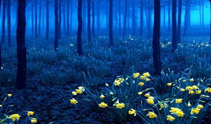 اسرارآمیزترین و زیباترین جنگل ها ی جهان در کجا قرار دارند؟