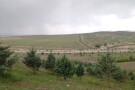 Qazvin Barajin Forest Park (1).JPG