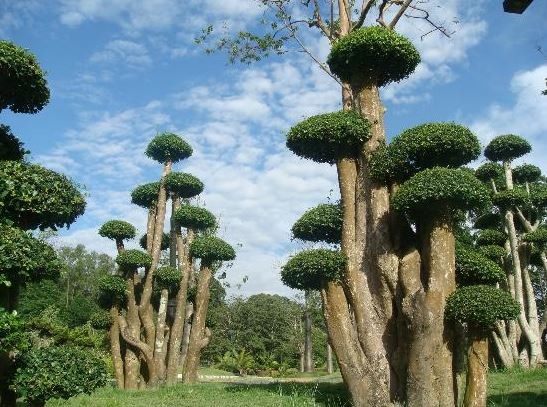 Perdana Botanical Garden (2).JPG
