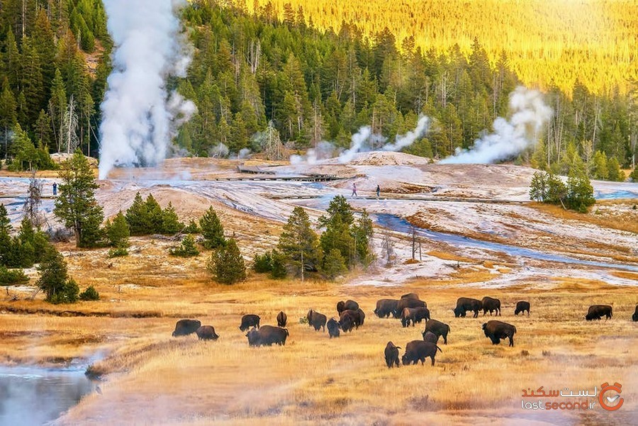 original_upper_geyser_basin_Cheryl_Ramalho_shutterstock_1259862745.jpg