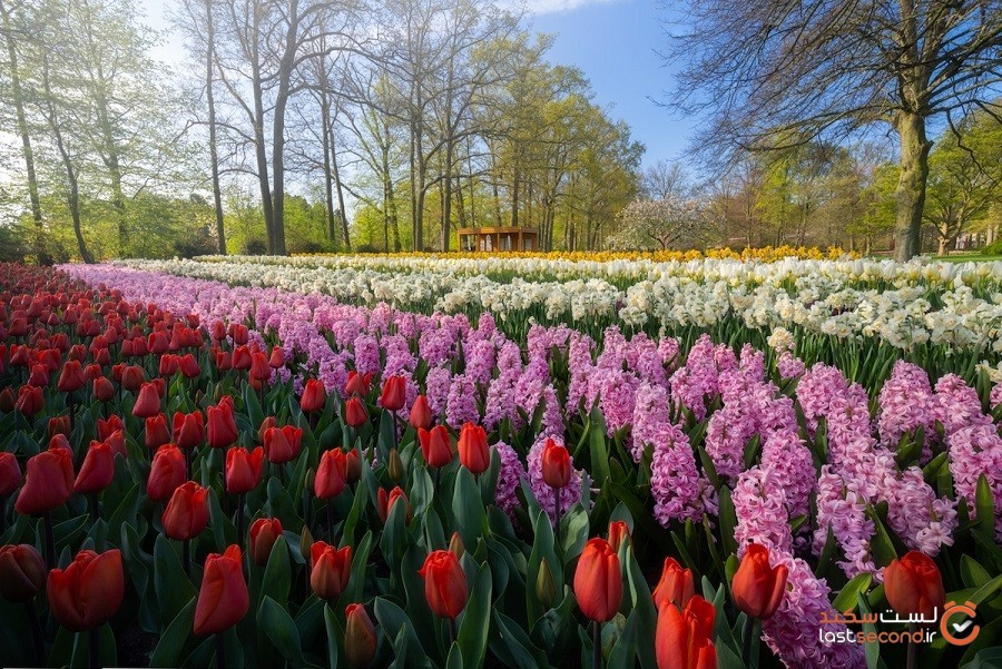 یک عکاس از باغ‌های زیبای لاله و بدون بازدیدکننده در هلند عکاسی کرده است