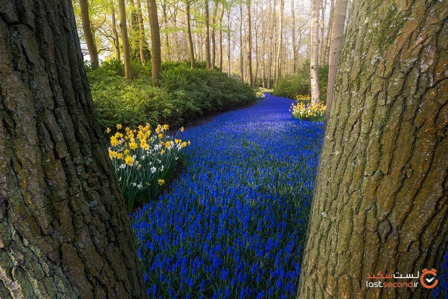 یک عکاس از باغ‌های زیبای لاله و بدون بازدیدکننده در هلند عکاسی کرده است