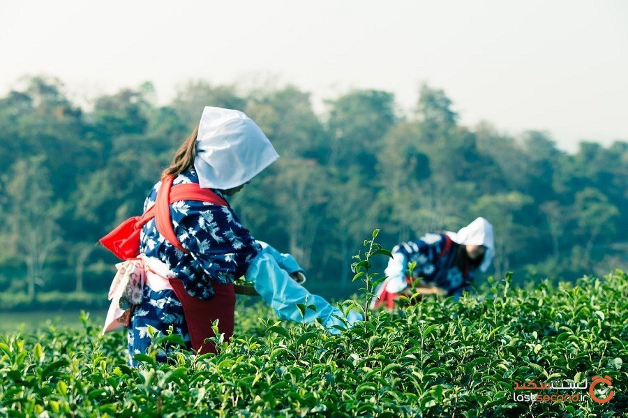 6  منطقه اصلی برداشت چای در آسیا که باید بشناسید