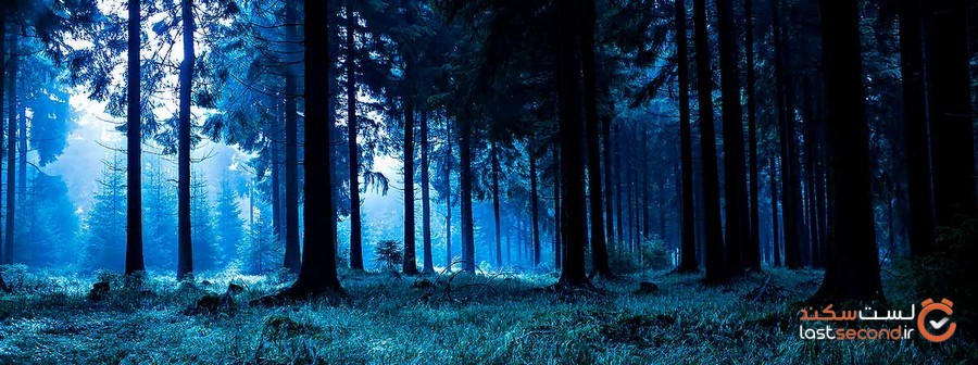 black-forest-in-Germany-1.jpg