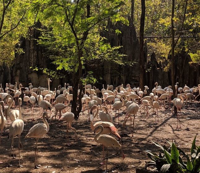 Safari World (2).JPG