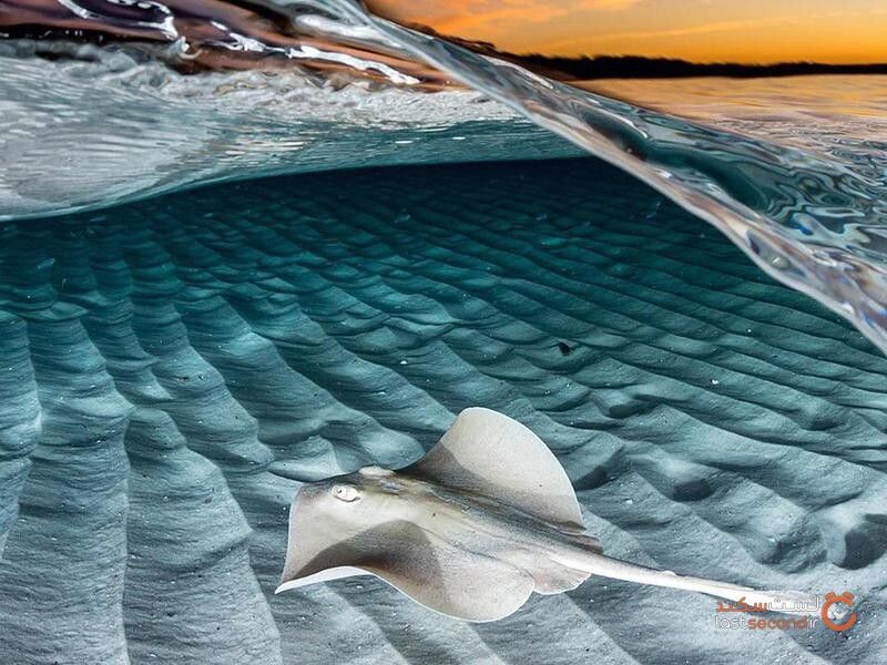 عکس‌های از زیر آب که نفس شما را می‌گیرد