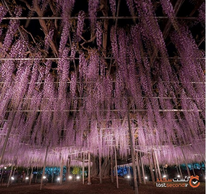 درخت 150 ساله ویستریا زیباترین درخت جهان