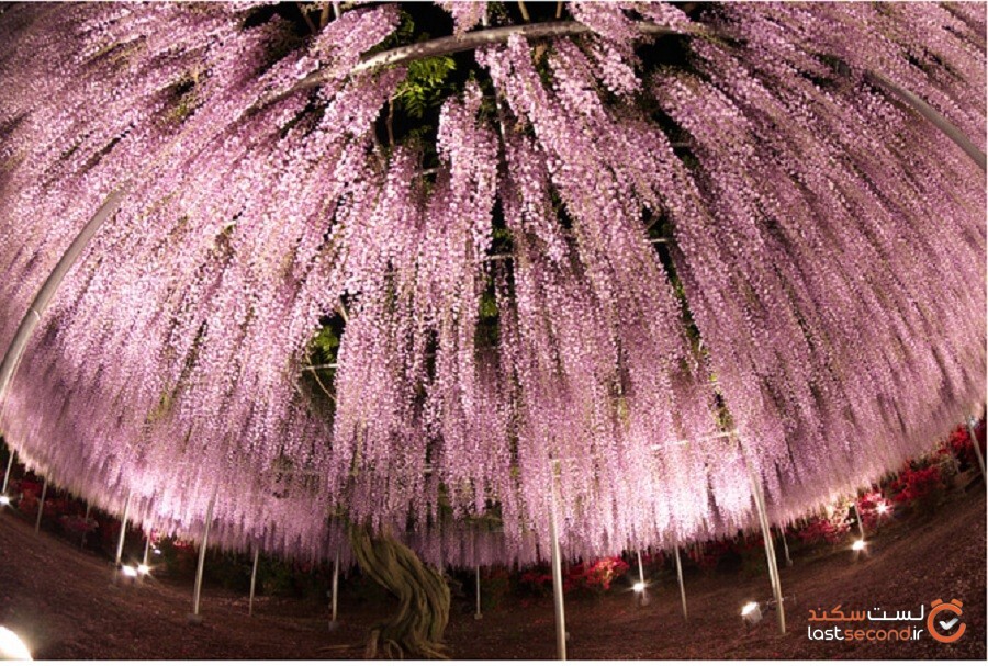 درخت 150 ساله ویستریا زیباترین درخت جهان