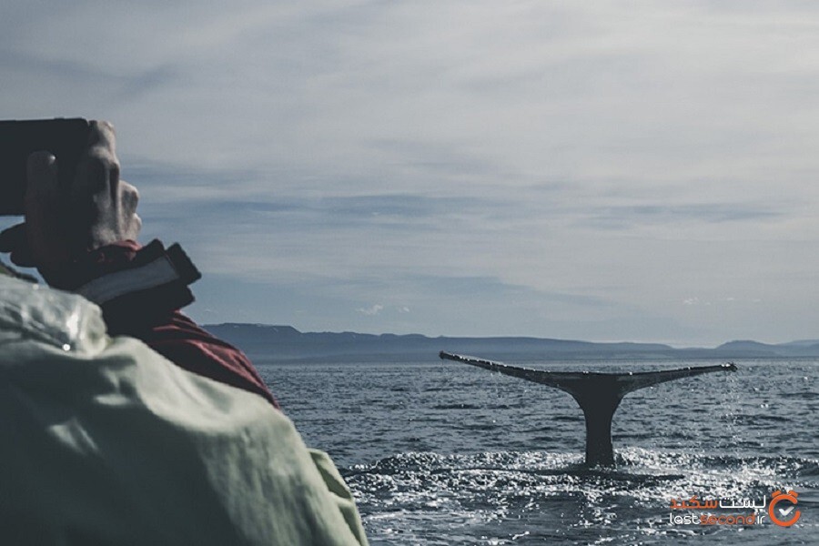 ایسلند برای دومین سال پیاپی تجارت نهنگ را متوقف کرد