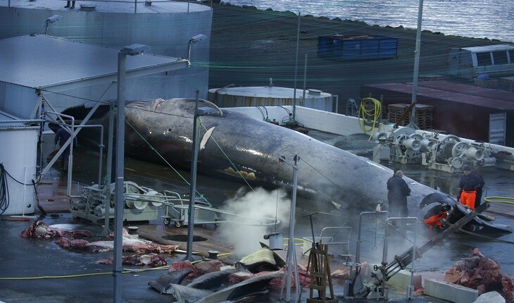ایسلند برای دومین سال پیاپی تجارت نهنگ را متوقف کرد!