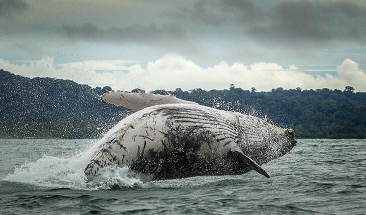 دانشمندان اثرات مثبت محیط‌ زیست اقیانوس ‌ها بر روی نهنگ ‌ها را ثبت کردند!
