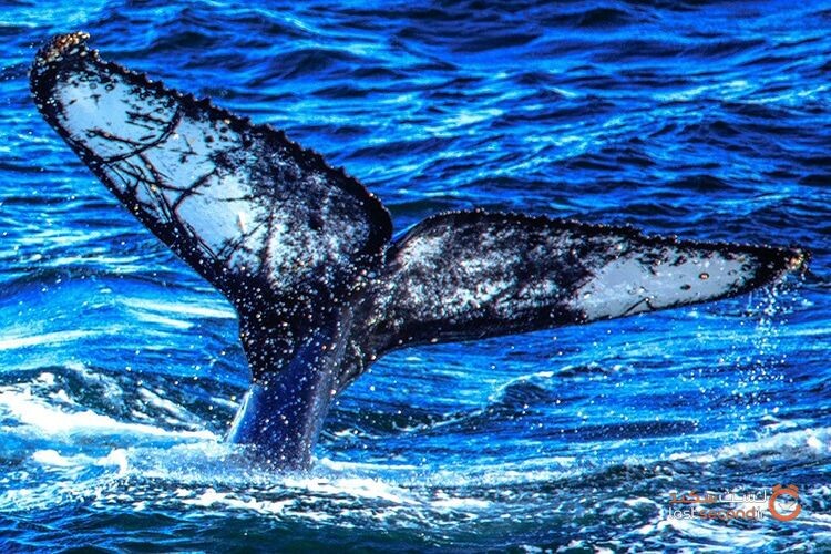 دانشمندان دریایی برای ثبت اثرات مثبت محیط‌زیست اقیانوس‌ها بر روی نهنگ‌ها با هم مسابقه گذاشته‌اند.