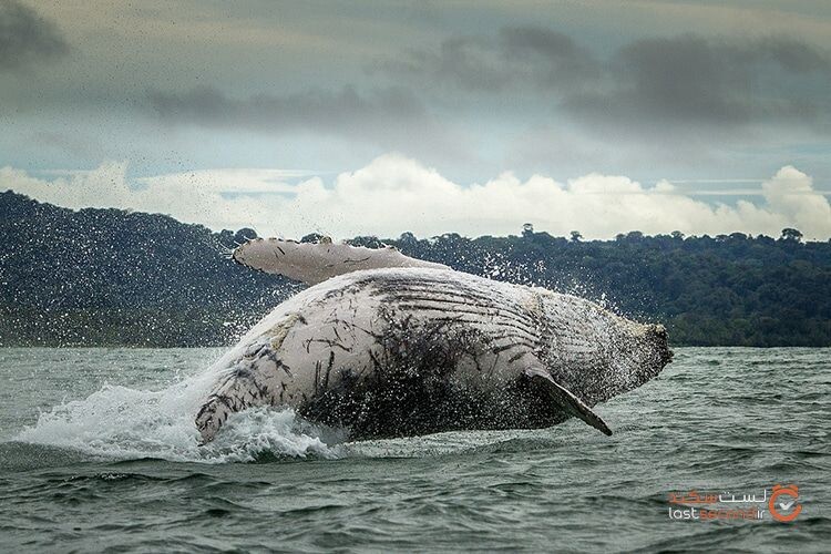 دانشمندان دریایی برای ثبت اثرات مثبت محیط‌زیست اقیانوس‌ها بر روی نهنگ‌ها با هم مسابقه گذاشته‌اند.