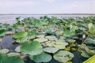 Anzali Lagoon (1).JPG