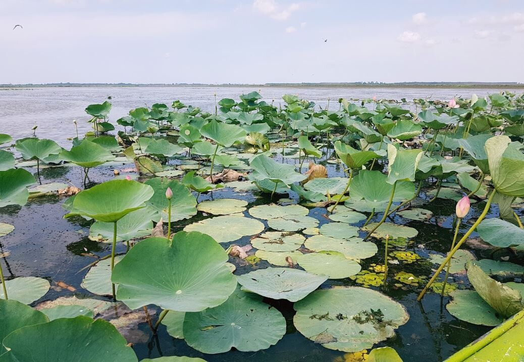 Anzali Lagoon (1).JPG