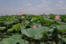 Anzali Lagoon (2).JPG