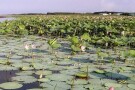 Anzali Lagoon (3).JPG