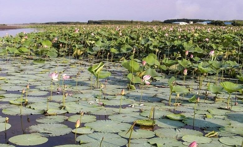 Anzali Lagoon (3).JPG