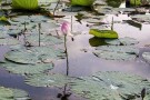 Anzali Lagoon (4).JPG