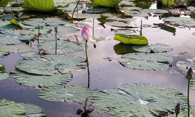 Anzali Lagoon (4).JPG