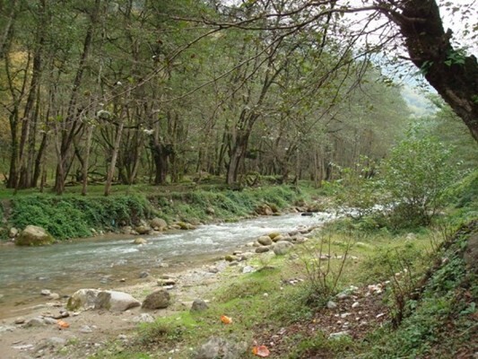 Chalus Fian Forest Park (4).jpg