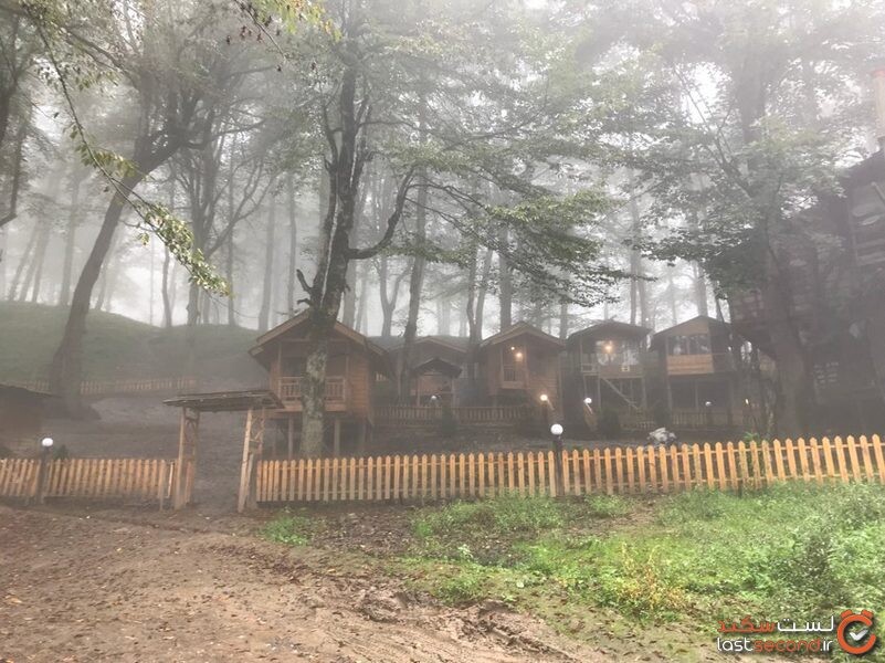 دالخانی، جنگل پنهان شده در مه رامسر