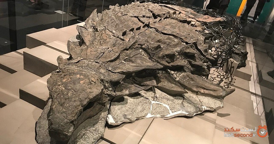 فسیل‌های دایناسور مونالیزا که به‌صورت باورنکردنی به‌خوبی حفظ‌شده‌اند