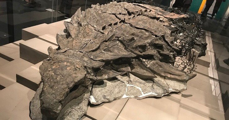 فسیل‌ های دایناسور مونالیزا به شکلی دست‌ نخورده و کامل کشف شدند!