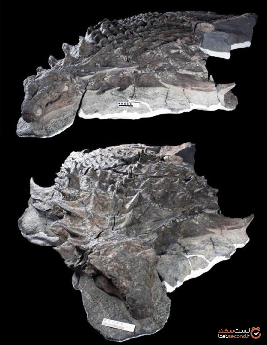 فسیل‌های دایناسور مونالیزا که به‌صورت باورنکردنی به‌خوبی حفظ‌شده‌اند