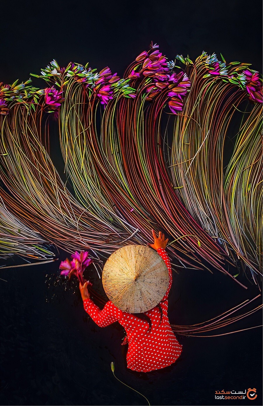 عکس‌های جالب و جذاب کشاورزان در حال برداشت نیلوفر آبی از دلتای مکونگ
