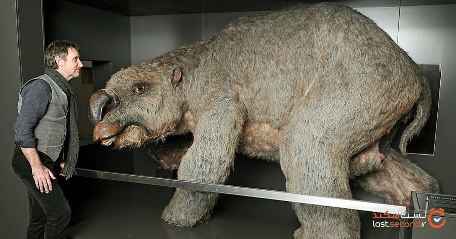 بقایای وامبت  (جانور کیسه‌داری شبیه خرس)   عظیم‌الجثه 25 میلیون ساله در استرالیا یافت شد