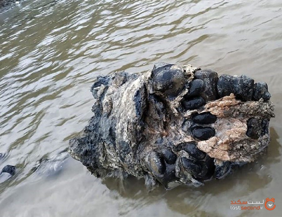 ماموتی پشمی و کم سن و سال که دارای بافتی نرم و دست‌نخورده است، در دریاچه سیبری پیدا شد