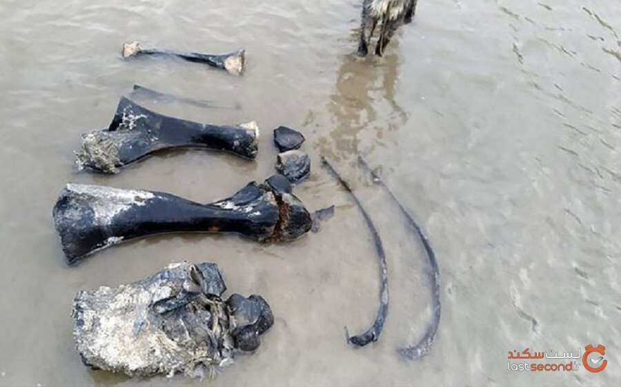 ماموتی پشمی و کم سن و سال که دارای بافتی نرم و دست‌نخورده است، در دریاچه سیبری پیدا شد