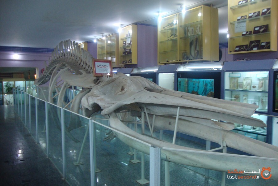 موزه تاریخ طبیعی همدان.jpg