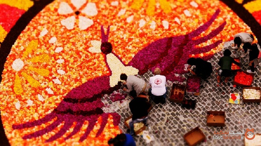 یک فیلم‌ساز تصویر ساخت بزرگ‌ترین فرش گل را در بروکسل ثبت کرده است