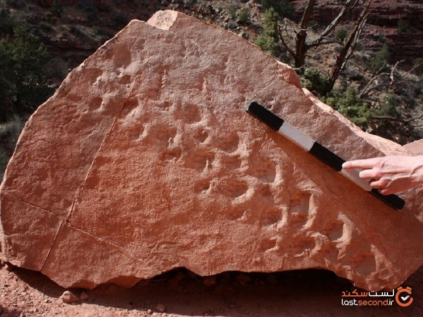 رد پای فسیلی 313 میلیون ساله در گراند کانیون آمریکا یافت شد!