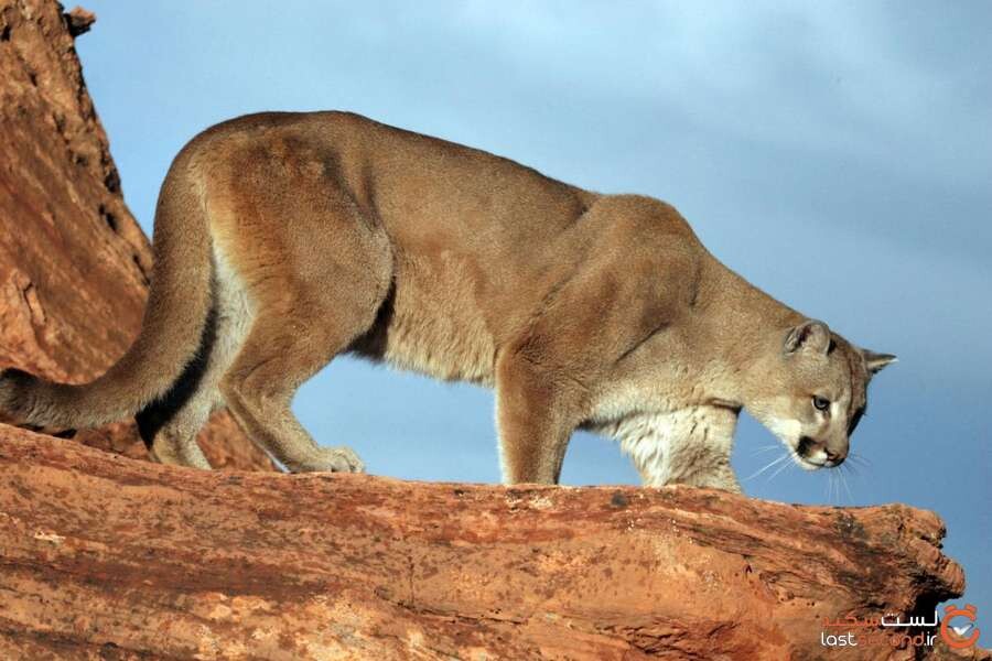 cougar.jpg