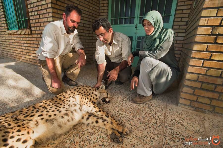 انقراض یوزپلنگ ایرانی