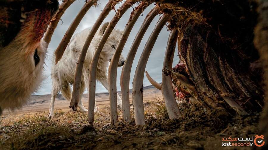 muskox-carcass-arctic-wolves.jpg