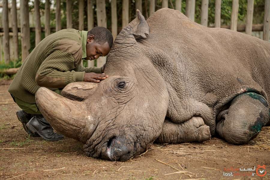 explore-extinction-last-male-northern-white-rhinoceros-sudan-ami-vitale.jpg
