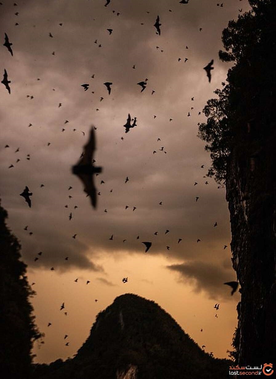 bats-indeer-cave.jpg