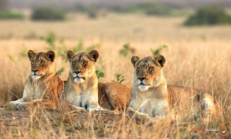 safari-lion.jpg