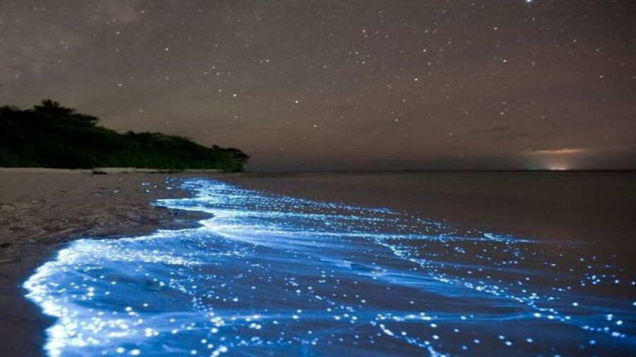 ساحل شب تاب، امواج نورانی و موج های درخشان در دنیا!